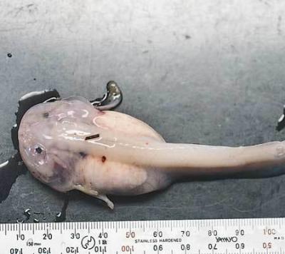 Прикрепленное изображение: 92c75f96d7006a01e0b54b755a4.jpg